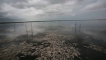 Toneladas de peces aparecen muertos en un lago de Brasil por la sequía