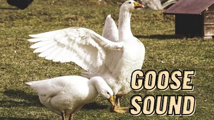 Goose Sound Effect Video By Kingdom Of Awais
