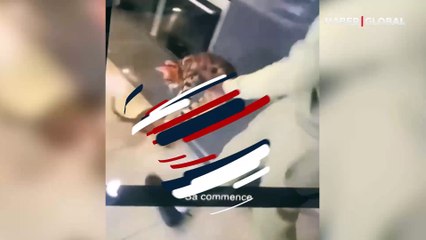 Ünlü futbolcu Kurt Zouma'nın kediye işkence görüntüleri ortaya çıktı