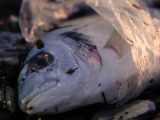 WWF-Prognose: Mikroplastik wird bis 2100 um das 50-fache zunehmen