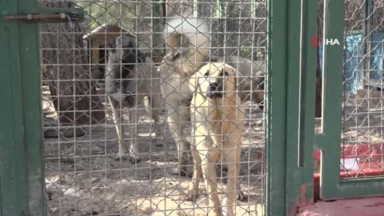 Büyükşehir'den sokak hayvanları için 50 dönümlük doğal yaşam parkı