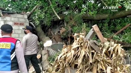 Satu Orang Tewas Tertimpa Pohon Tumbang di Kabupaten Kediri