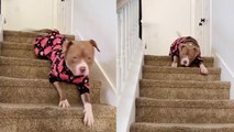 'Silly dog keeps his family entertained by sliding down stairs '