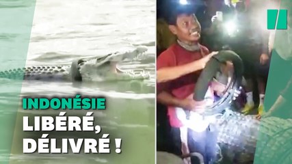 Il sauve un crocodile qui vivait depuis 6 ans avec un pneu autour du cou