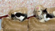 'Mischievous cat 'bullies' dog during nap time '