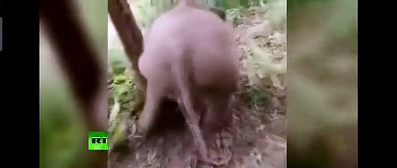 Chú voi đáng yêu hài hước