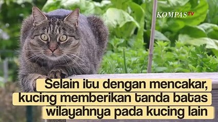 Ini Penyebab Kucing Suka Mencakar Jok Motor