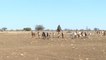 الجفاف يفاقم متاعب الصوماليين ويجبرهم على النزوح