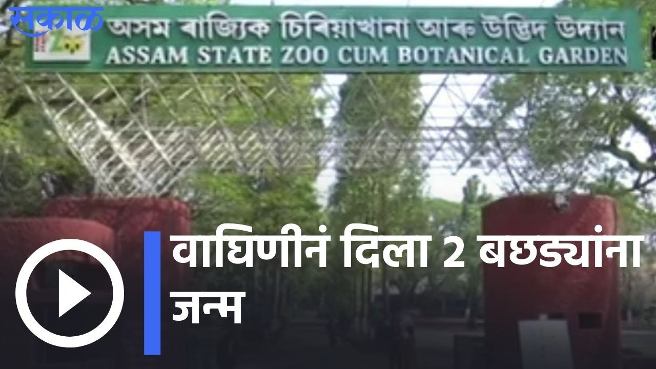 Asam | वाघिणीनं दिला २ बछड्यांना जन्म | Sakal Media |