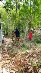 இடது கையில் வால்.. வலது கையில் கம்பி.. லாவகமாக பாம்பை பிடிக்கும் பெண் வன அதிகாரி.. குவியும் பாராட்டு