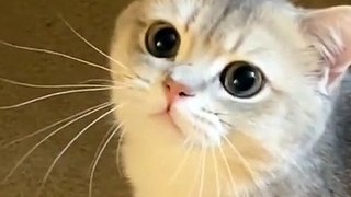 Cute cat videos |#3   | Cat Videos |Funny videos |Baby Cat | #cats  #catvideos