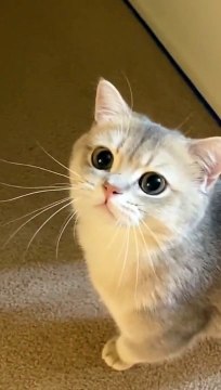 Cute cat videos |#3 | Cat Videos |Funny videos |Baby Cat | #cats #catvideos