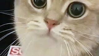 Cute cat videos |#8   | Cat Videos |Funny videos |Baby Cat | #cats  #catvideos