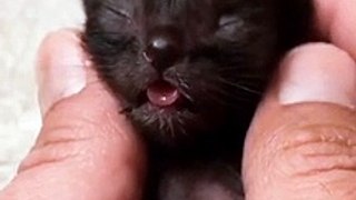 Cute cat videos |#9   | Cat Videos |Funny videos |Baby Cat | #cats  #catvideos