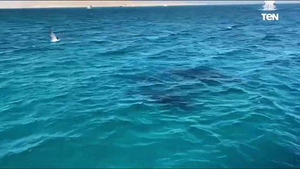 ظهور سرب من الدلافين النادرة من نوع "القاتل الكاذب" نادر الظهور قبالة سواحل جنوب مدينة الغردقة