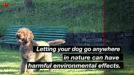 Here's Why You Shouldn't Let Your Dog Do His or Her Business Anywhere in Nature