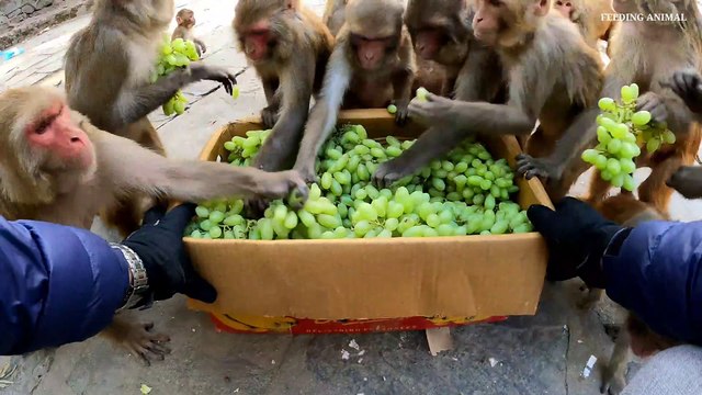 Feeding fresh Grapes to wild monkey || monkey love grapes
