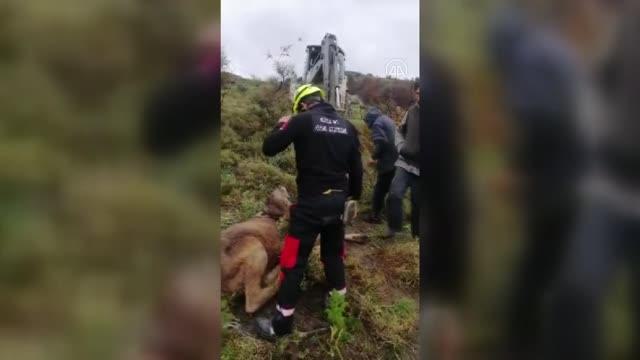 Dağda mahsur kalan büyükbaş hayvan iş makinesiyle kurtarıldı