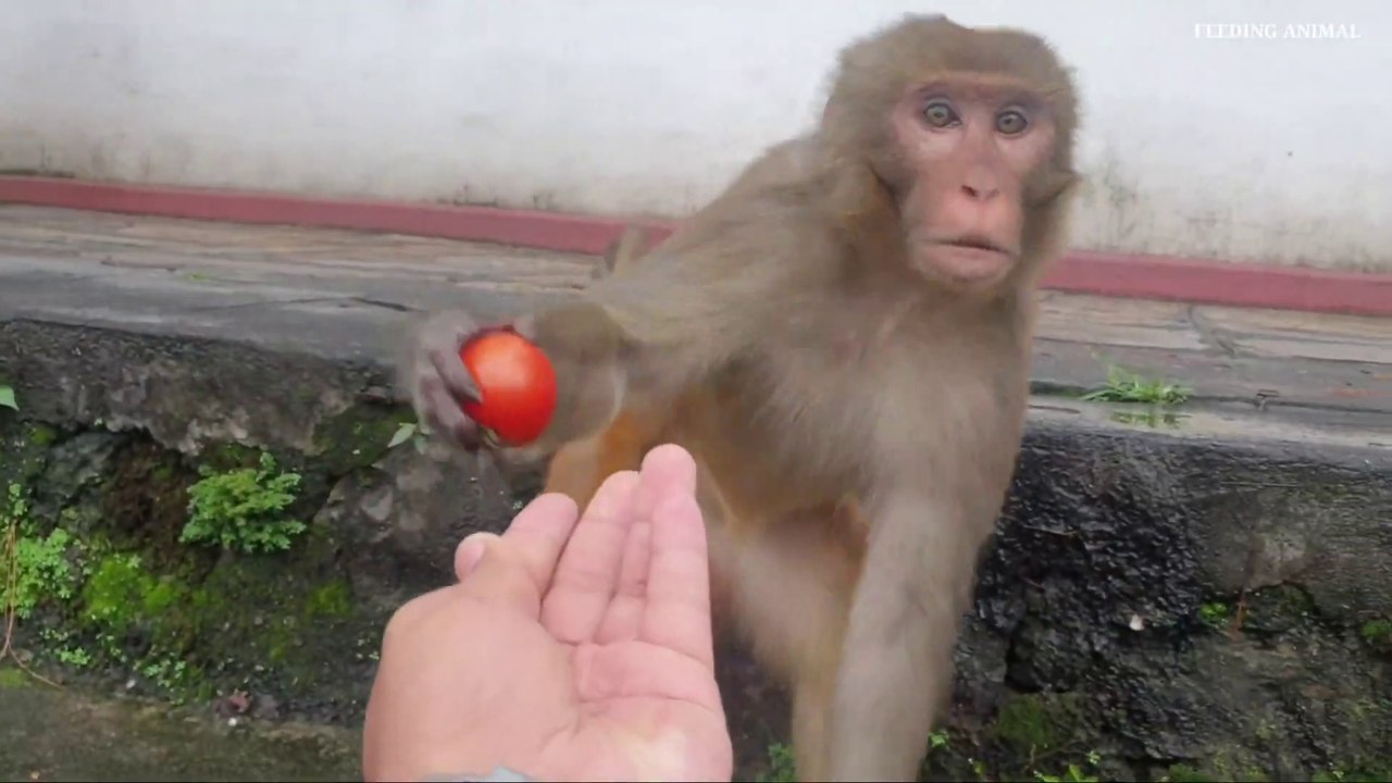 feeding speechless animal _ Make it a habit to feed some of your earnings to hun_Full-HD