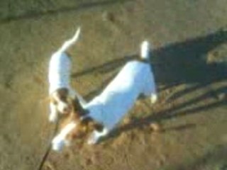 Chiki qui tire sur la laisse a louna