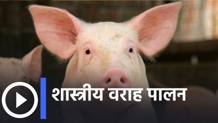 शास्त्रीय वराह पालन । Scientific Pig Farming | Sakal Media