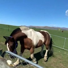 Harley the Horse Hurdling the Fence