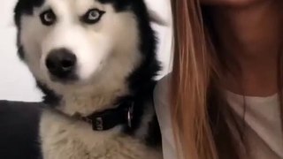 Adorable Husky Reaction Refusing To Be Kissed