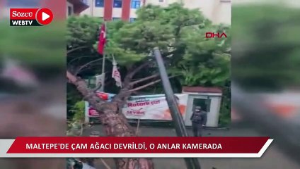 Maltepe'de çam ağacı devrildi