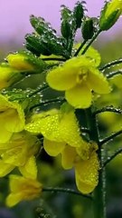 Strkheti  Watch myvideos