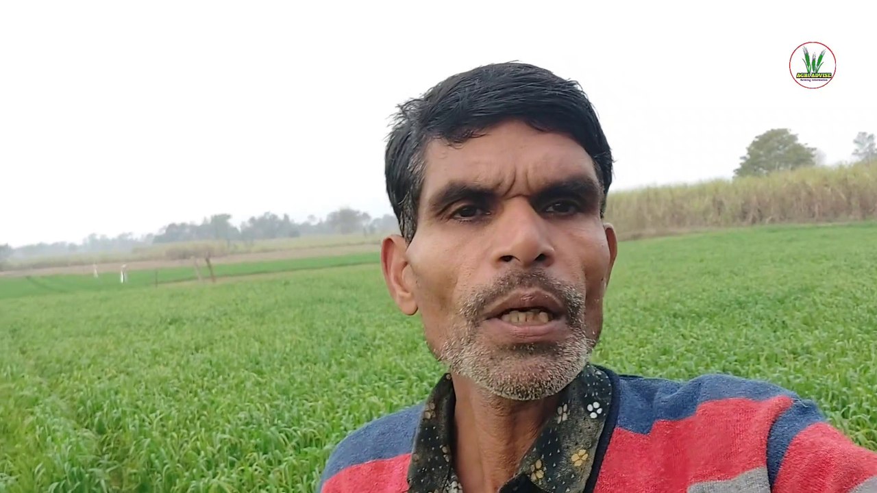 Gehu ki upaj badhane ke liye gabodh  awastha me lagaye  yah fertilizer.