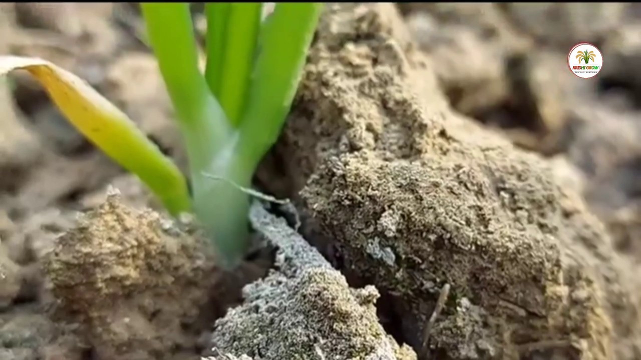 Lahsun  ki paidwar badhane ke liye kya karen.