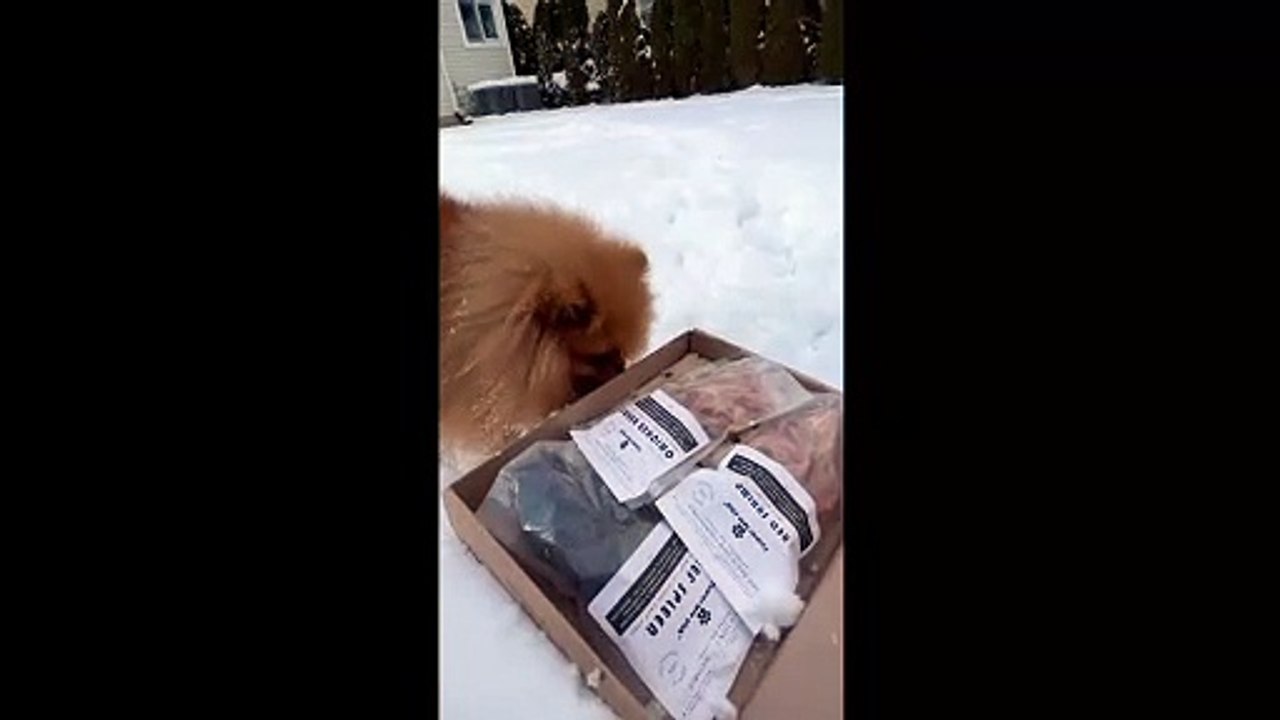 When your Pom Becomes a Snow Pom Pom