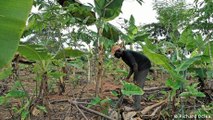 Ghana: cultivo de cacao más eficiente y sostenible