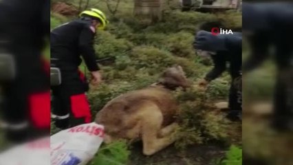 Dağda mahsur kalan buzağı 3 gün sonra kurtarıldı