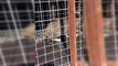 Kümesteki 20 tavuğu telef eden yaban kedisi doğaya salındı