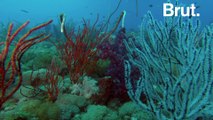 Australie : cette épave abrite une faune sous-marine captivante