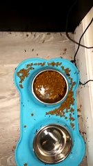 Nasty Bug Infested Apartment