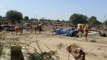 A whole new town of camels settled in Nagaur