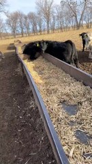 Steer Stuck Between Feeding Troughs