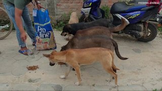 feeding green soybeans to the hungry monkey __ feeding hungry street dogs __ mon_Full-HD