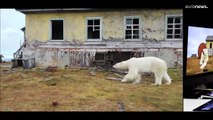 Ursos polares vivem em casas numa ilha da Rússia