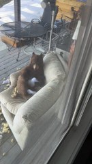 Cute Bear Cub Relaxes On/Destroys Sofa