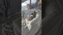 Cute Bear Cub Relaxes On/Destroys Sofa