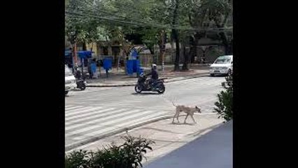 Good Dog Waits Patiently to Cross Road