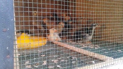 Ternak entok solusi yang tepat , tingkat kegagalan hampir tidak ada