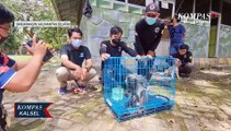 Tersengat Listrik, Deti, Seekor Lutung Diselamatkan Animal Rescue Banjarmasin