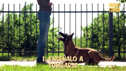 ¿Cómo enseñar a un perro a dormir en su cama?