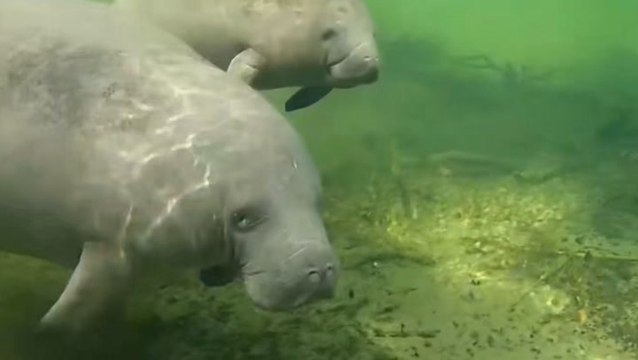 Officials in Florida providing more pools and food to help manatees