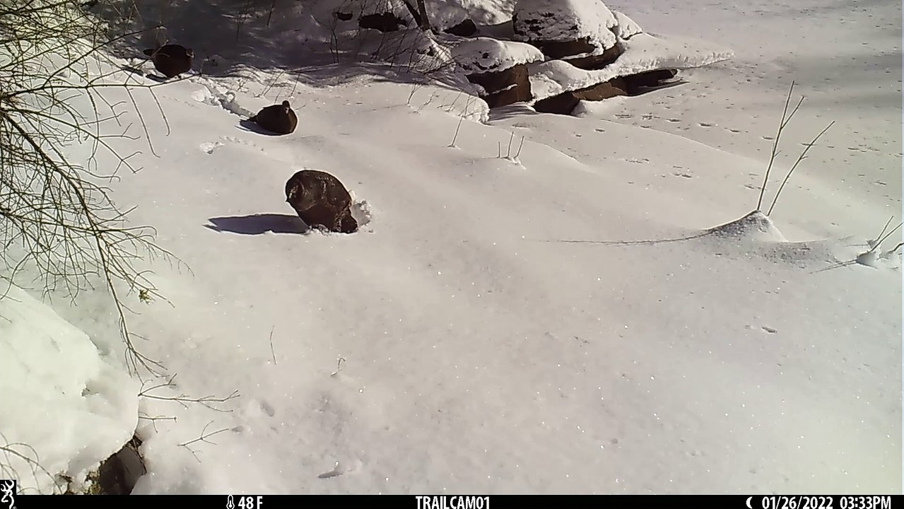 Wild Turkeys Trudge Through Deep Snow