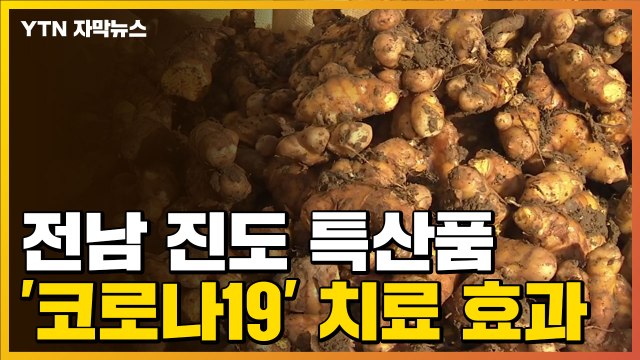 [자막뉴스] 전남 진도 특산품에서 '코로나19' 치료 효과 발견 / YTN